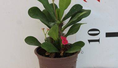 Euphorbia millii 15-20cm