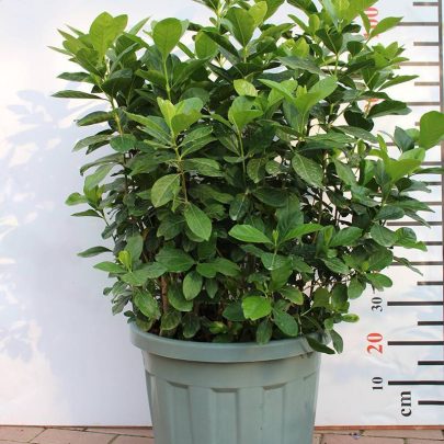 Gardenia Jasmin: "First Love" 1-1.5m