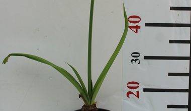 Hymenocallis littoralis 30-40cm