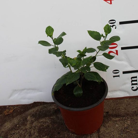 Hibiscus rosa-sinensis 40-50cm