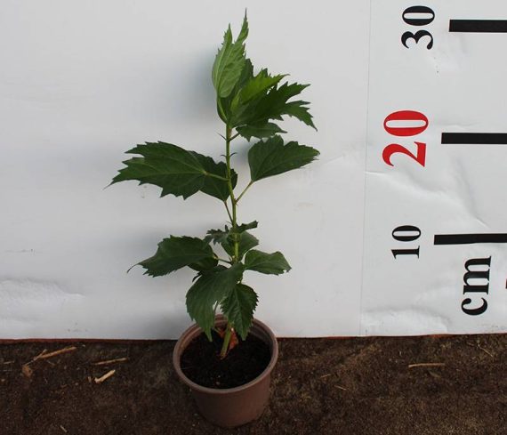 Hibiscus rosa-sinensis 10-15cm - Image 4