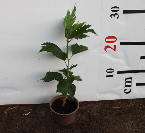 Hibiscus rosa-sinensis 10-15cm - Image 3