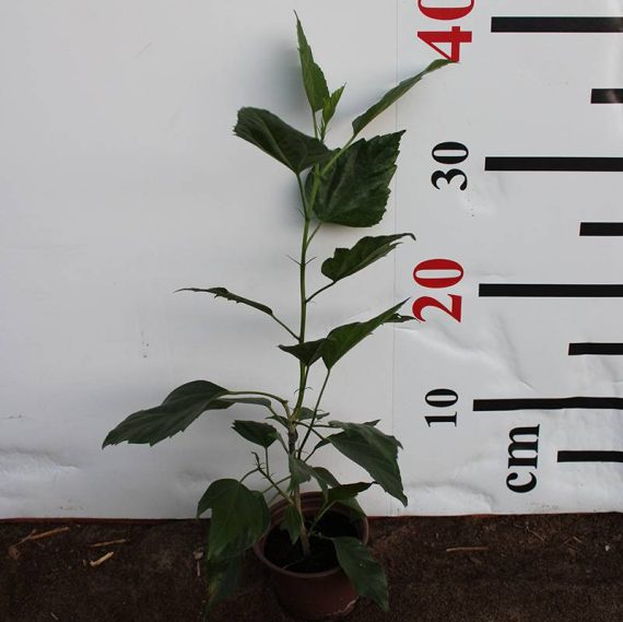 Hibiscus rosa-sinensis 10-15cm - Image 2
