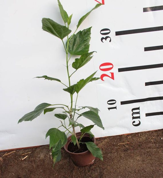 Hibiscus rosa-sinensis 10-15cm