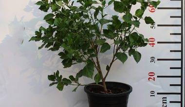 Hibiscus red (Tall Red) 40-50cm