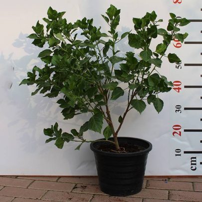 Hibiscus red (Tall Red) 40-50cm