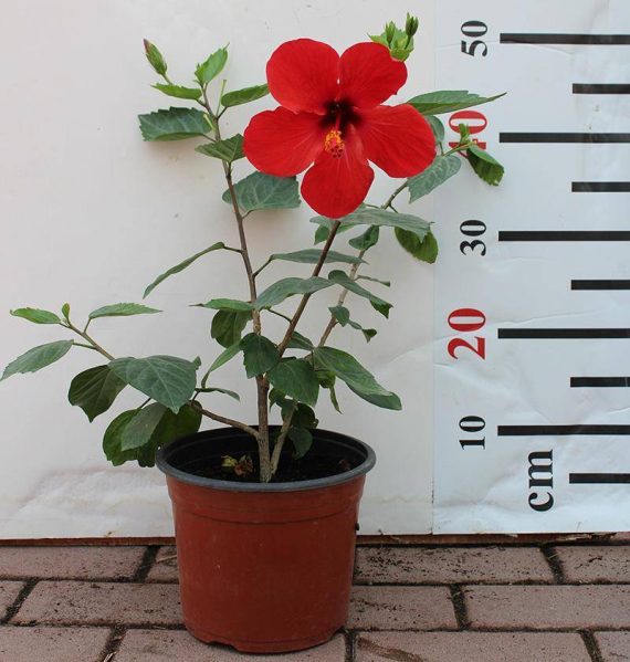 Hibiscus Red (Tall )