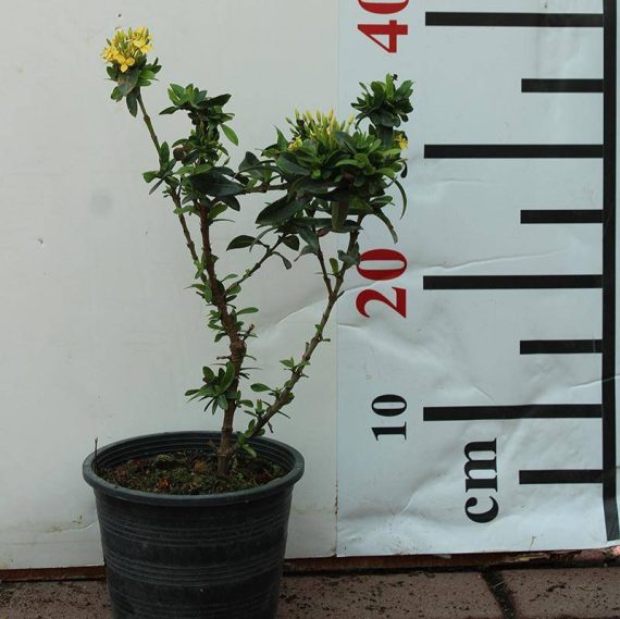 Ixora Chinensis "Yellow"