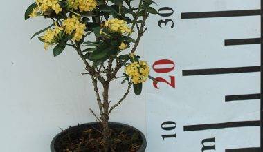 Ixora Chinensis "Yellow" 40-50cm