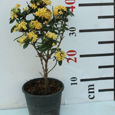 Ixora Chinensis "Yellow" 40-50cm