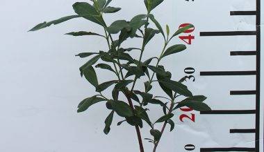 Ixora Coccinea "Red" 40-50cm