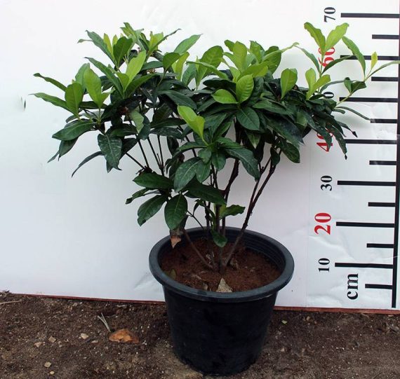 Ixora coccinea "Yellow" 70-80cm
