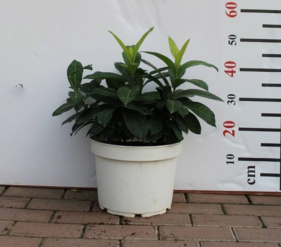 Ixora coccinea "Yellow" 70-80cm - Image 2