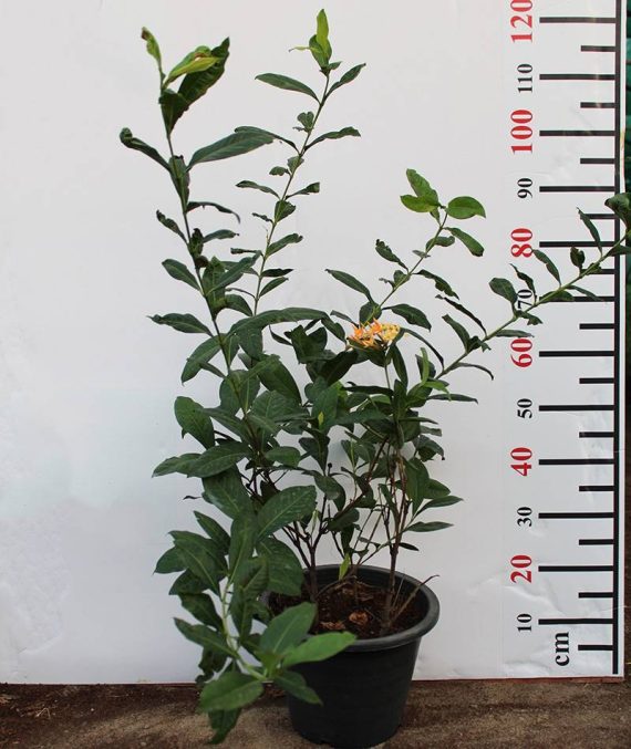 Ixora coccinea "Yellow" 70-80cm - Image 3