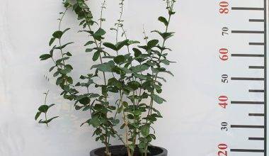 Jasminum Mogra "Full Lebnani" 70-80cm