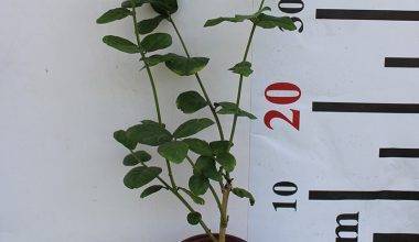 Jasminum Mogra "Full Lebnani" 20-25cm