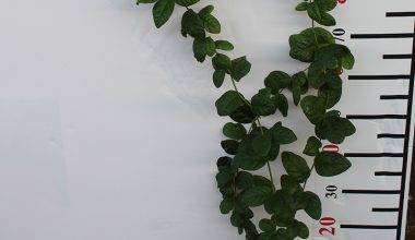 Jasminum Mogra "Full Lebnani" 40-50cm