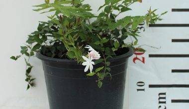 Jasminum Nitidum 60-80cm