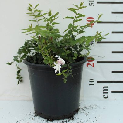 Jasminum Nitidum 60-80cm