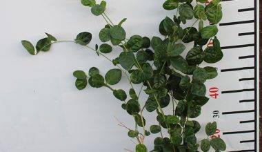 Jasminum sambac(Motia) 70-80cm