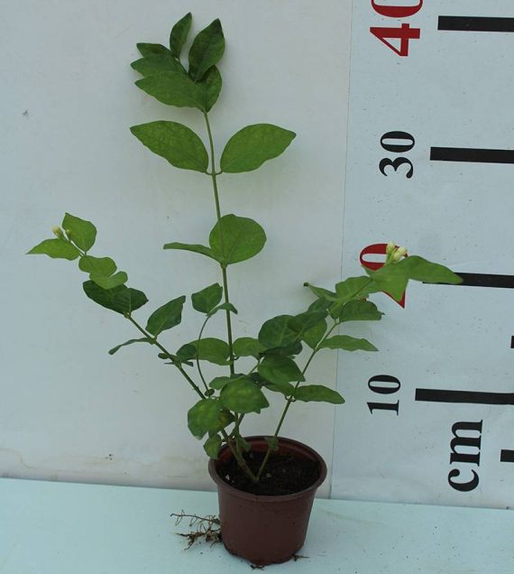 Jasminum sambac " Motia " 30-35cm