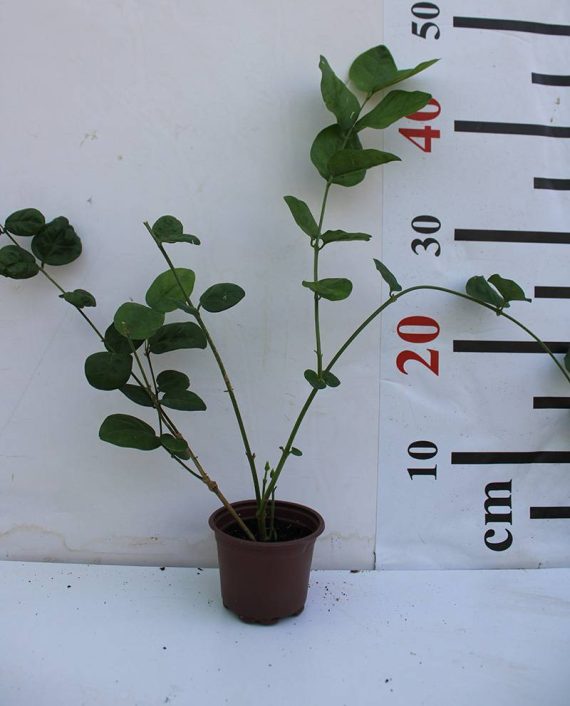 Jasminum sambac " Motia " 30-35cm - Image 2