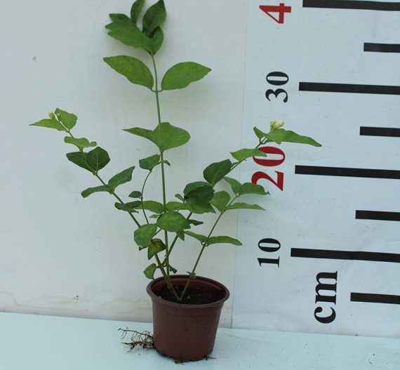 Jasminum sambac " Motia " 30-35cm - Image 3