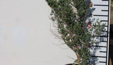 Leucophyllum 'Green Cloud' 60-80cm