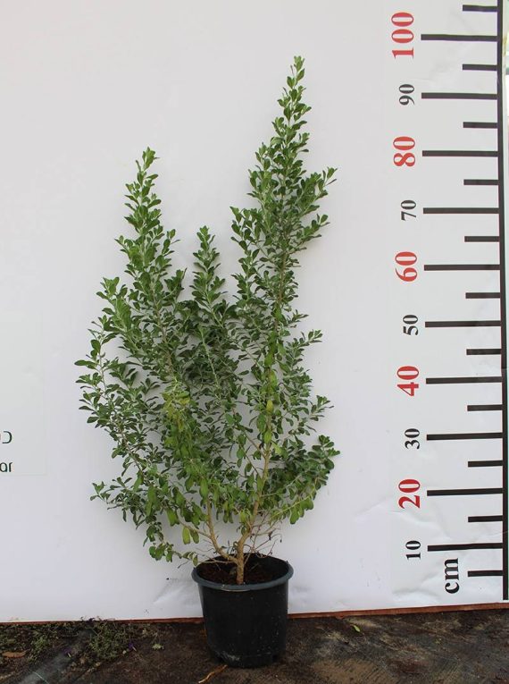 Leucophyllum 'Green Cloud' 40-50cm