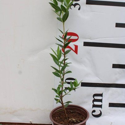 Murraya Paniculata
