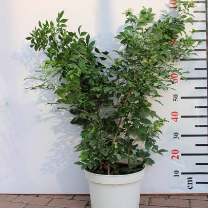 Murraya paniculata Bushy 50-60cm