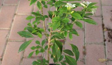 Murraya paniculata 40-50cm
