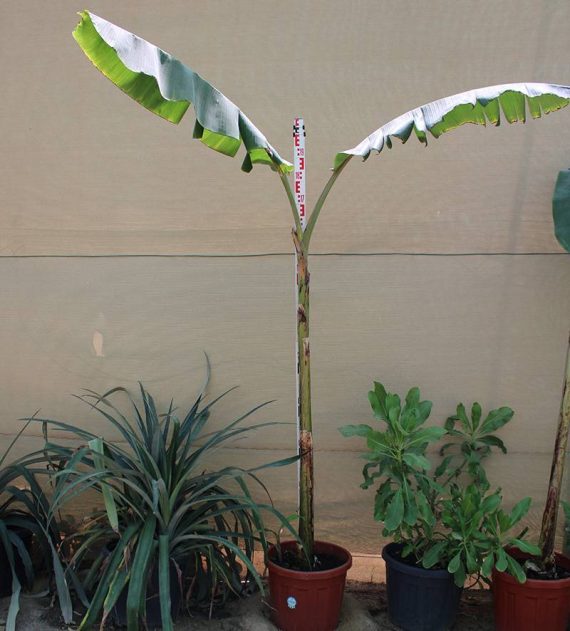 Musa Paradisiaca " Banana " 1.3-1.5m