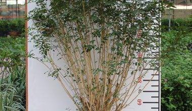 Murraya paniculata 'Bushy' 2m
