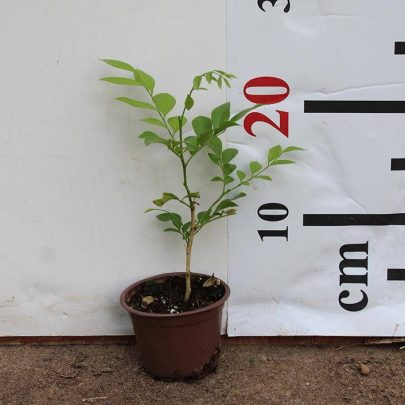 Murraya Paniculata