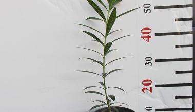 Nerium Oleander 40-50cm