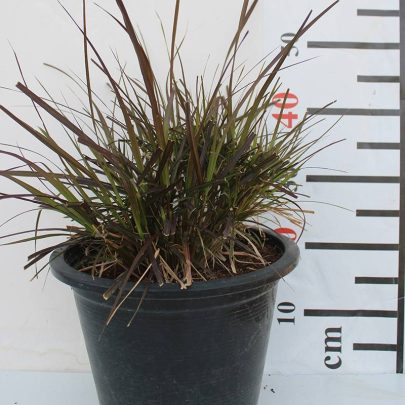 Pennisetum rubrum 40-50cm bushy