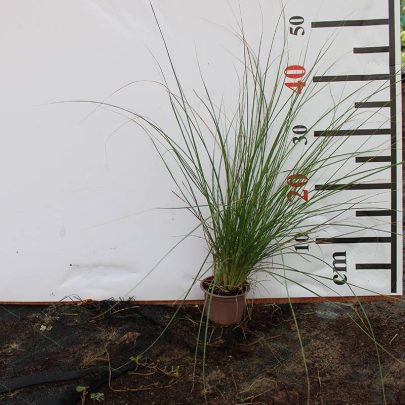Pennisetum setaceum 40-50cm