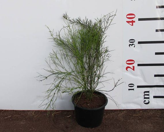 Russelia equisetiformis 40-50cm