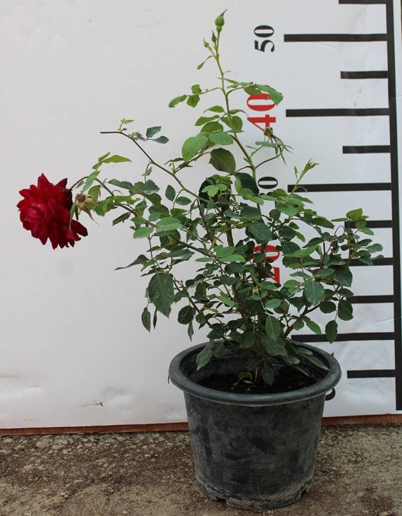 Roses Pink  " Grogan " 40-50cm