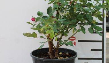 Rose Sultani Pink Colors 30-40CM