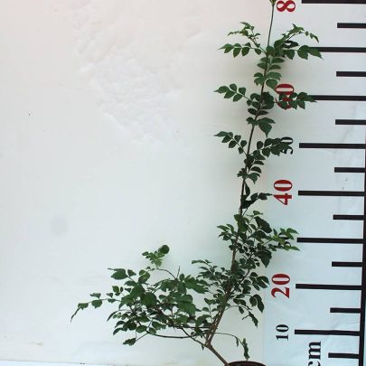 Tecomaria capensis "Orange" 20-25cm