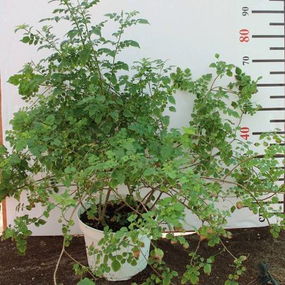 Tecomaria capensis "Yellow" 50-60cm