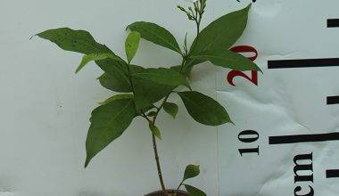 Tabernaemontana S.Flower 15-20cm