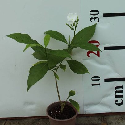 Tabernaemontana S.Flower 15-20cm