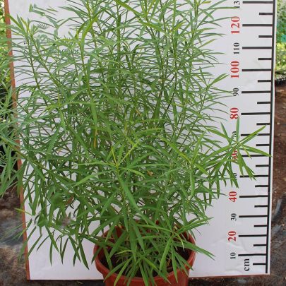 Thevetia Peruviana 2-3m