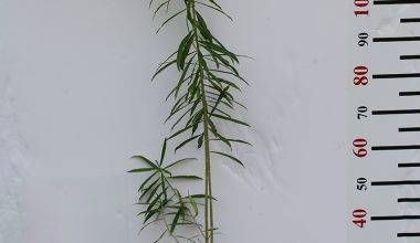 Thevetia Peruviana 50-60cm