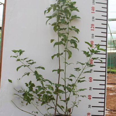 Tecoma stans 80-100cm