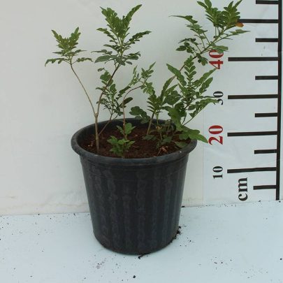 Tecoma smithii 50-60cm