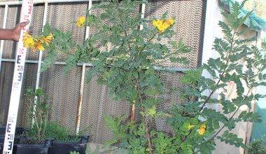 Tecoma Smithi 2-2.5m